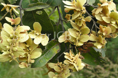 Terminalia paniculata